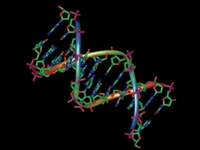 DNA Double helix